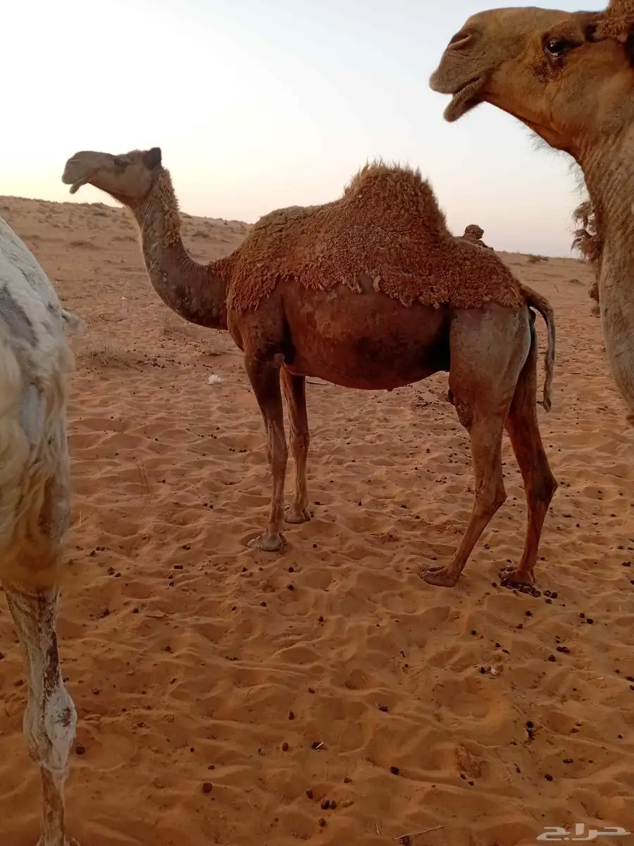 4 القحات شعل وثنتين ضرايب كلهن هديات الا وحده 2