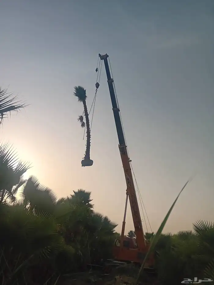 نخل وشنطني زينه للفل واستراحات والبيوت 1