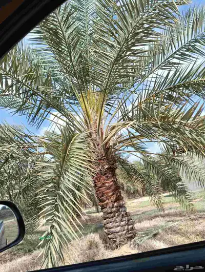 يوجد لدينا جميع ارسل نخيل 8