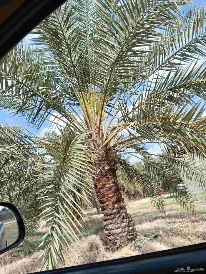 يوجد لدينا جميع ارسل نخيل 8
