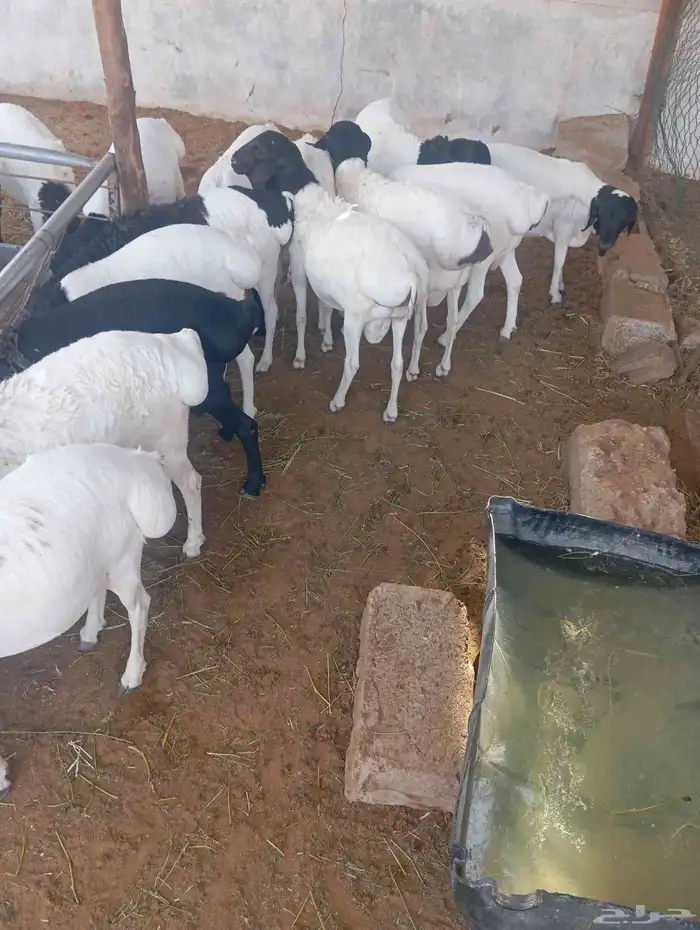 طليان برابر 3
