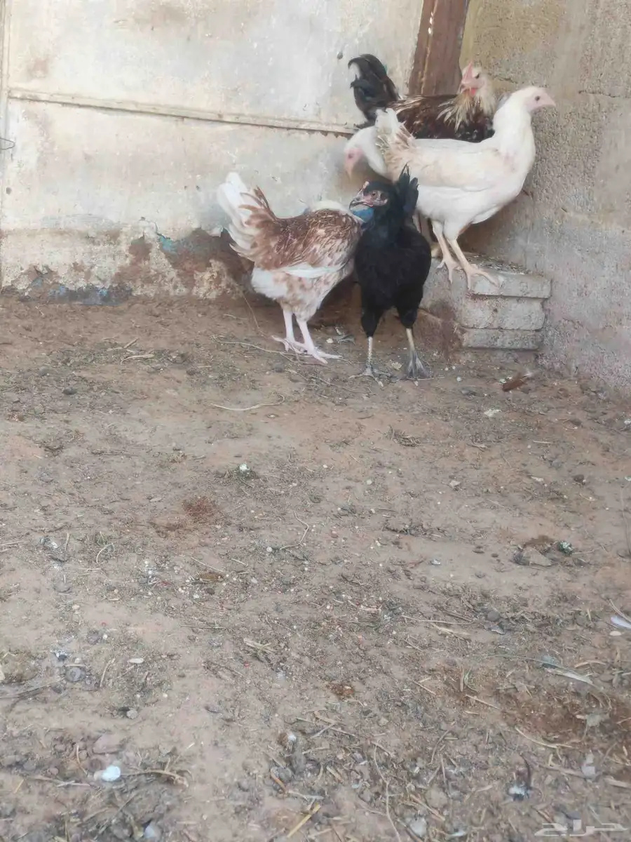 ديك واربع دجاجات 0