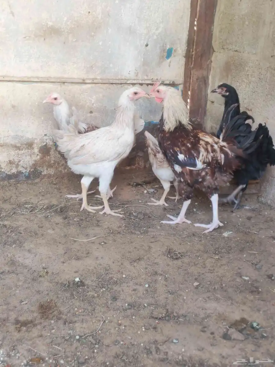 ديك واربع دجاجات 6