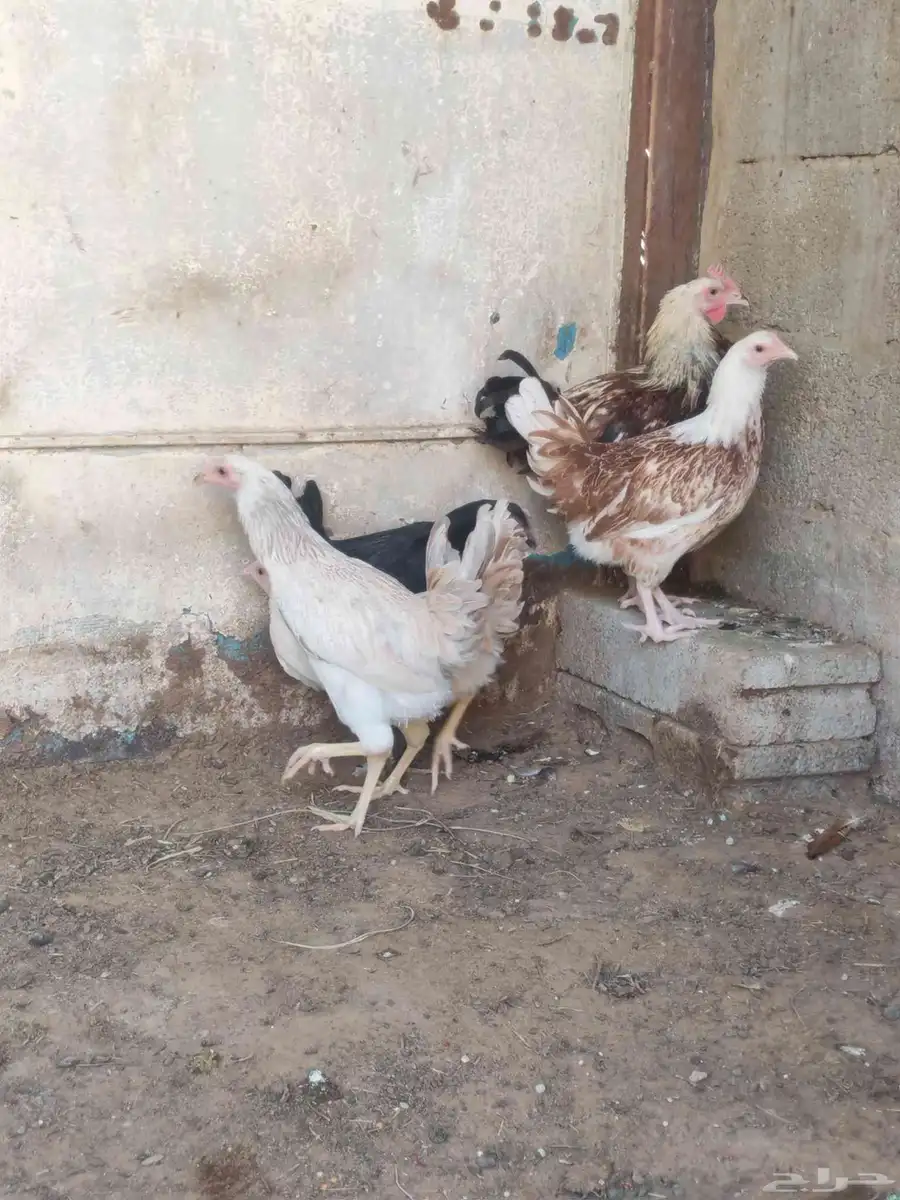 ديك واربع دجاجات 4