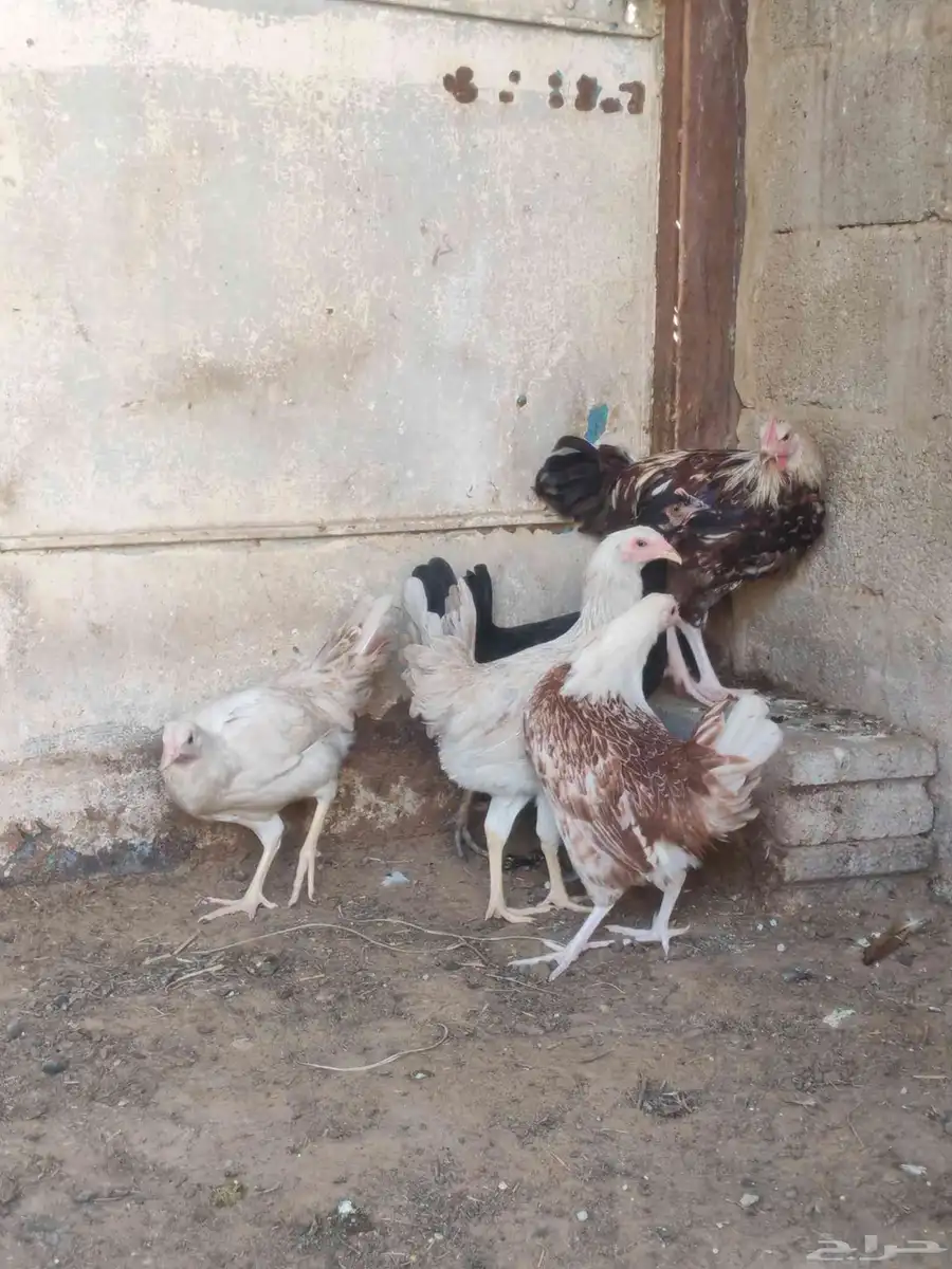 ديك واربع دجاجات 1
