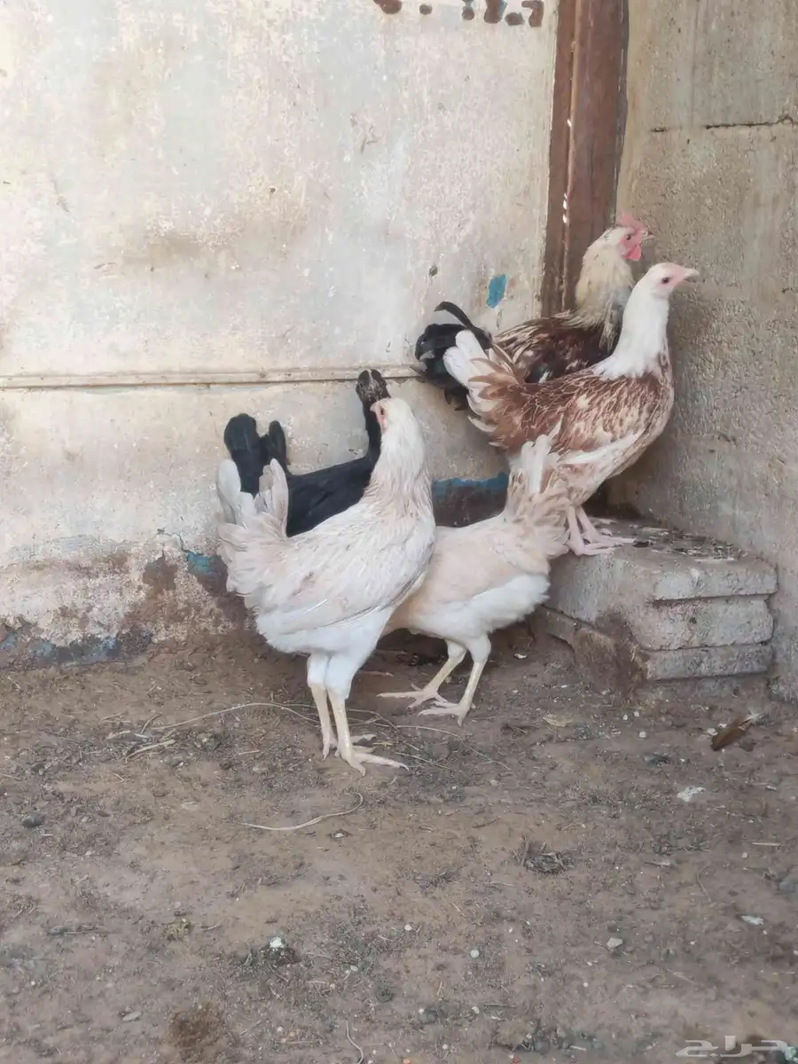 ديك واربع دجاجات 3