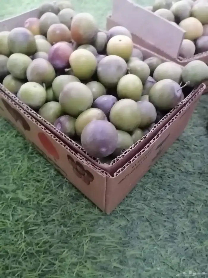 حماط وبرشومي الطايف وصل الرياض مع توصيل مجاني وبخارا سكري 2