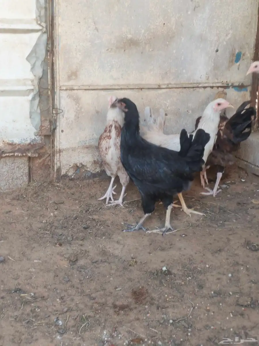 ديك واربع دجاجات 2
