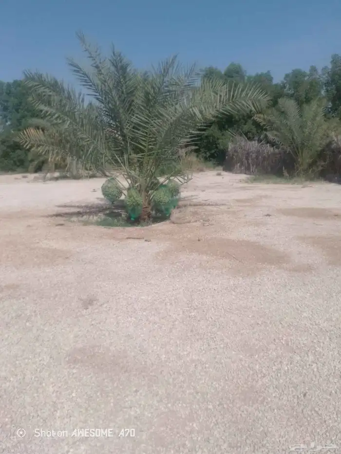 نعمل جميع اشغال النخيل تخييش النخل تعديل وتلقيح وتشويك 3