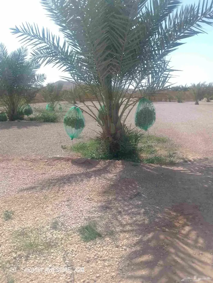 نعمل جميع اشغال النخيل تخييش النخل تعديل وتلقيح وتشويك 0