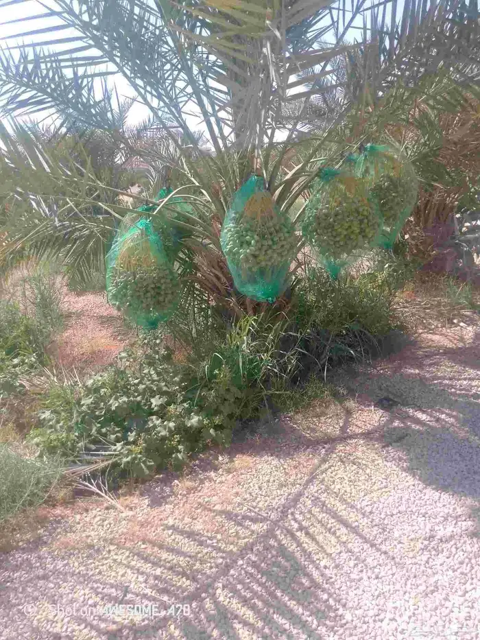 نعمل جميع اشغال النخيل تخييش النخل تعديل وتلقيح وتشويك 1