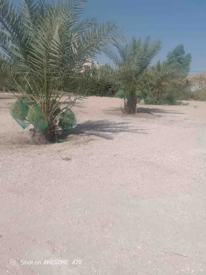 نعمل جميع اشغال النخيل تخييش النخل تعديل وتلقيح وتشويك 2