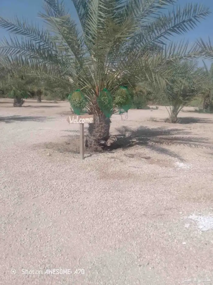 نعمل جميع اشغال النخيل تخييش النخل تعديل وتلقيح وتشويك 4