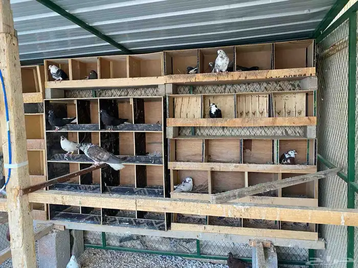 عشه حمام 3 في 3 للبيع 2