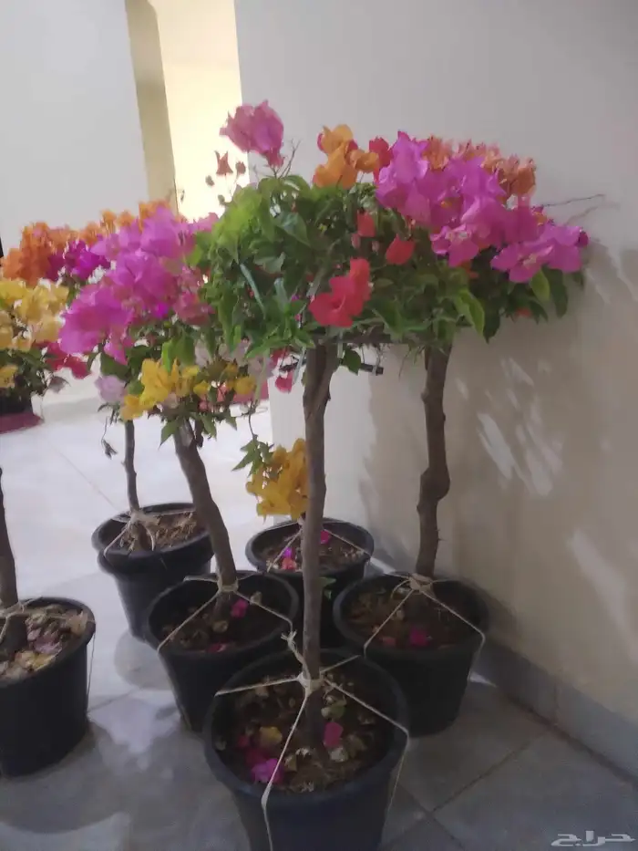 أشجار جهنميه 0