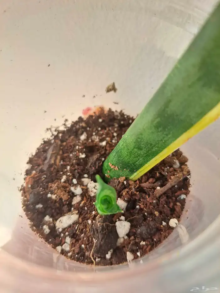 نبتة داخلية جلد النمر او الثعبان للبيع 1