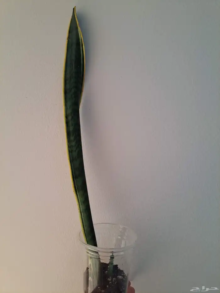 نبتة داخلية جلد النمر او الثعبان للبيع 0