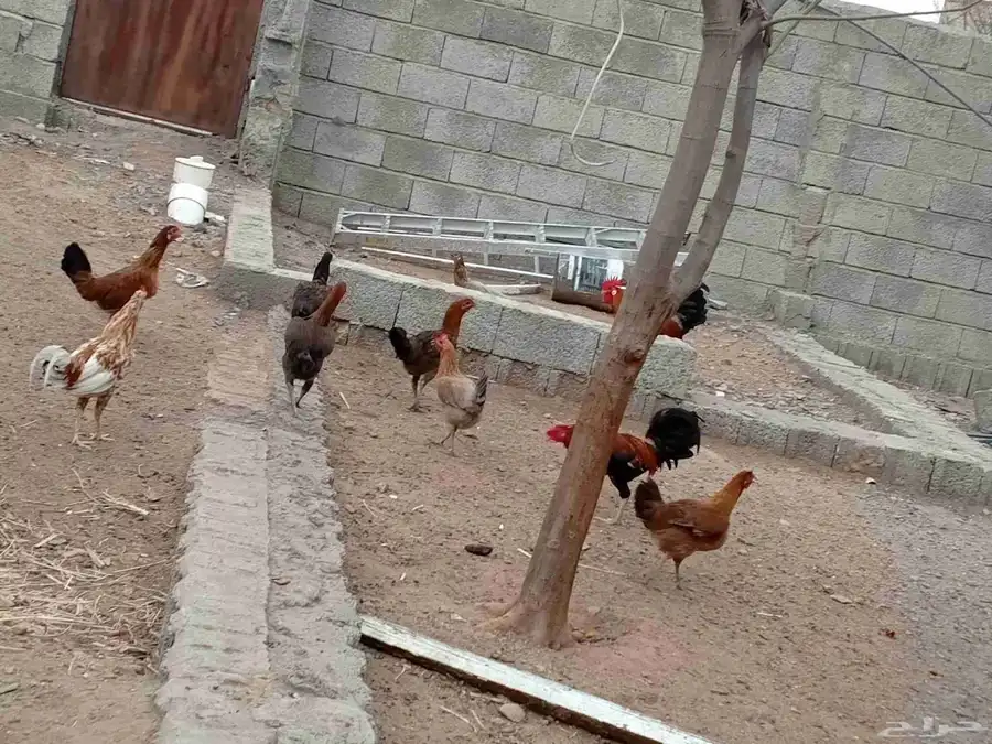 دجاج بلدي 0