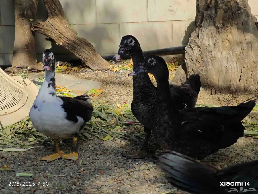 طقم بط مسكوفي 1
