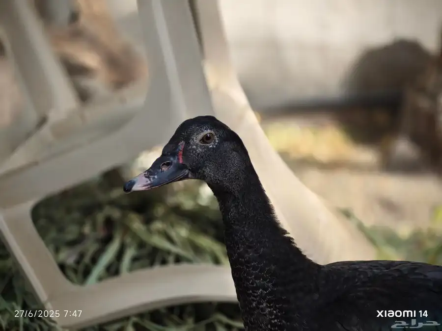 طقم بط مسكوفي 6