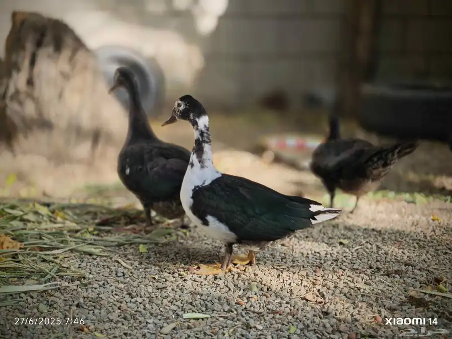 طقم بط مسكوفي 9