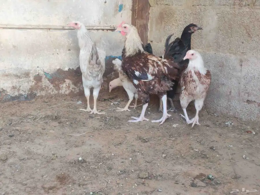 ديك واربع دجاجات 5