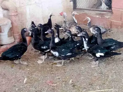 بط بلدي للبيع 1