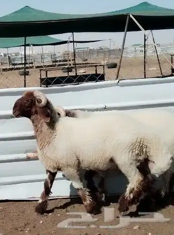 للبيع مشاريع فحول جذعان نوادررر معرفه 3
