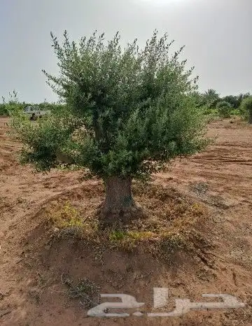 زيتون معمر للبيع 0
