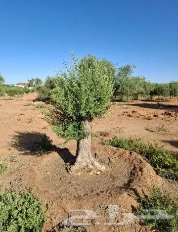 زيتون معمر للبيع 3