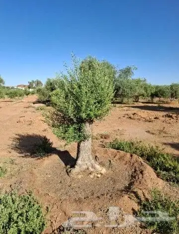 زيتون معمر للبيع 2