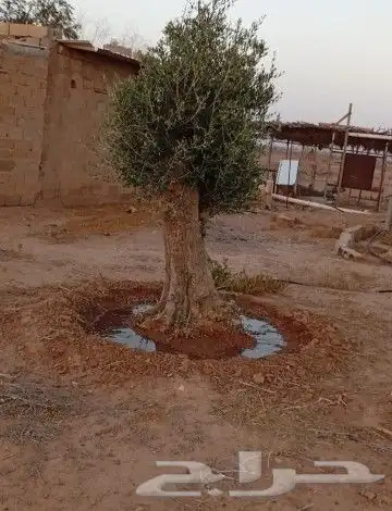 زيتون معمر للبيع 9