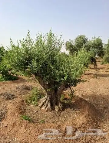 زيتون معمر للبيع 5