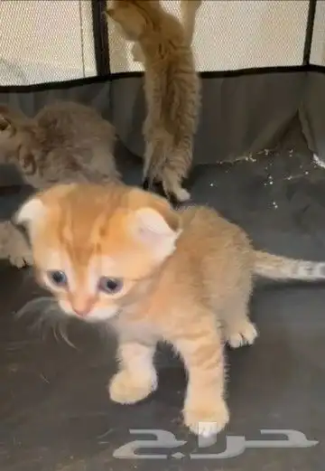 قطط صغيرة كتنز سكواتش 2