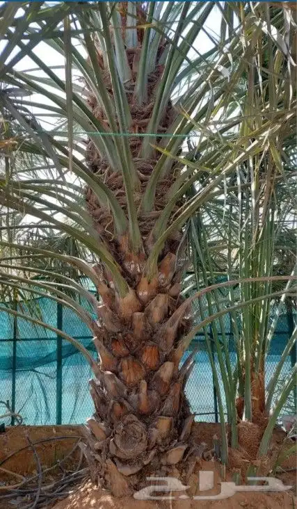نخل واشنطونيا مراوح ونخل بلدي 1