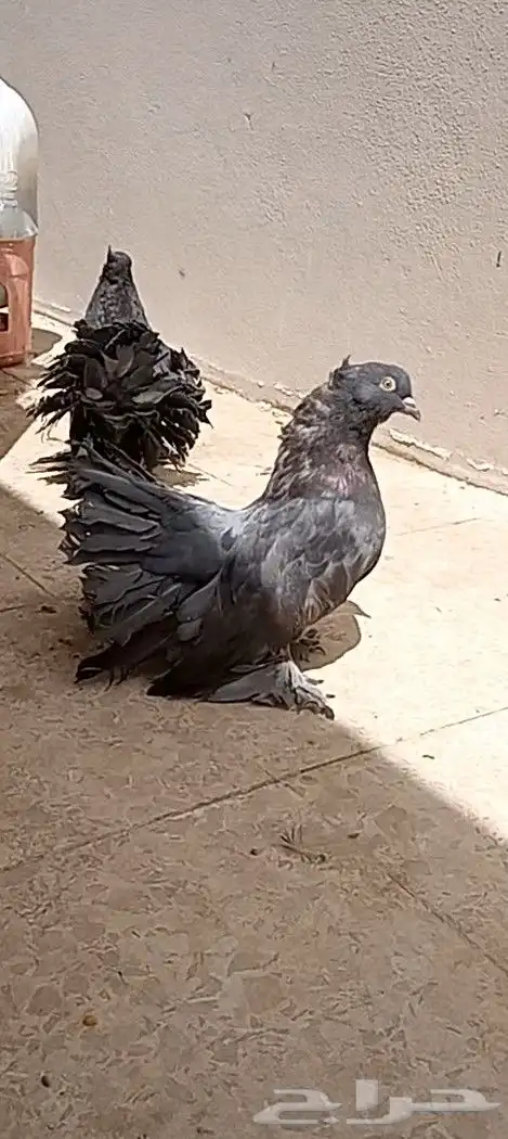 رقاص 5