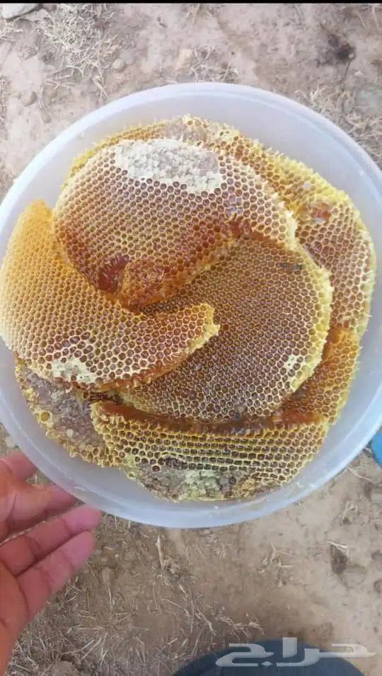 يوجد عندي طلحه رقم واحد طري مضمون تحت الفحس 0