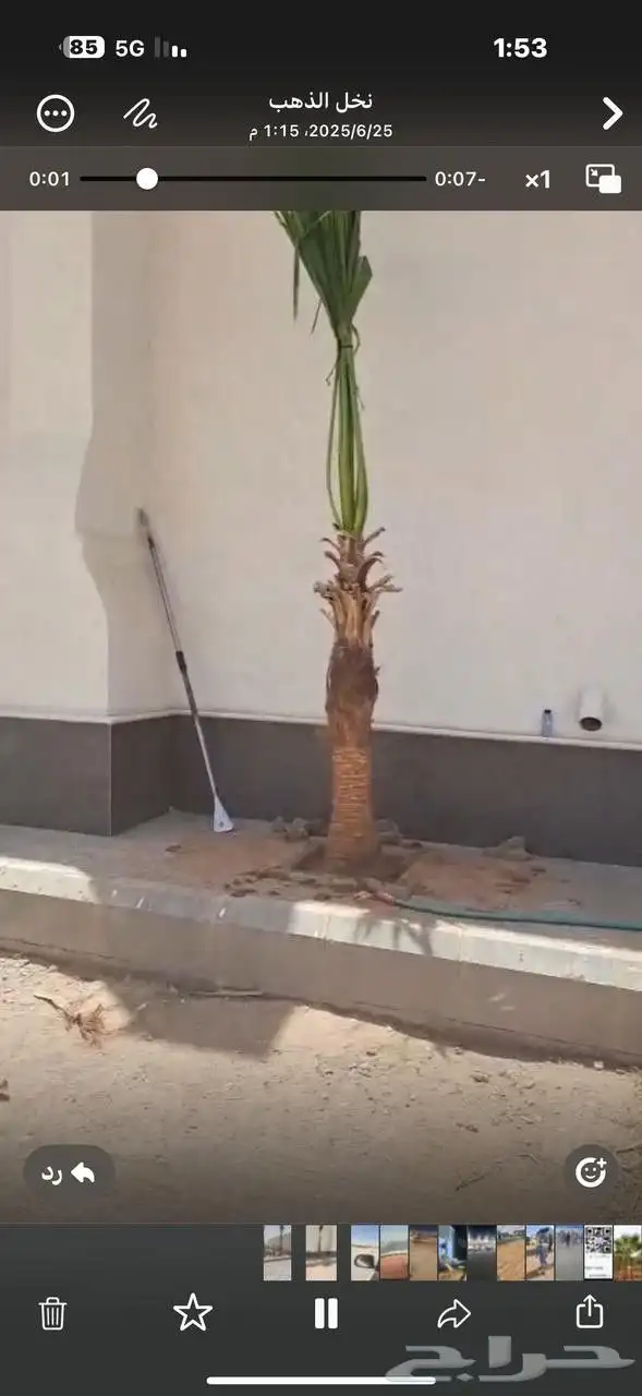 نخل واشنطن 6