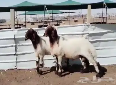 للبيع مشاريع فحول جذعان نوادررر معرفه 1