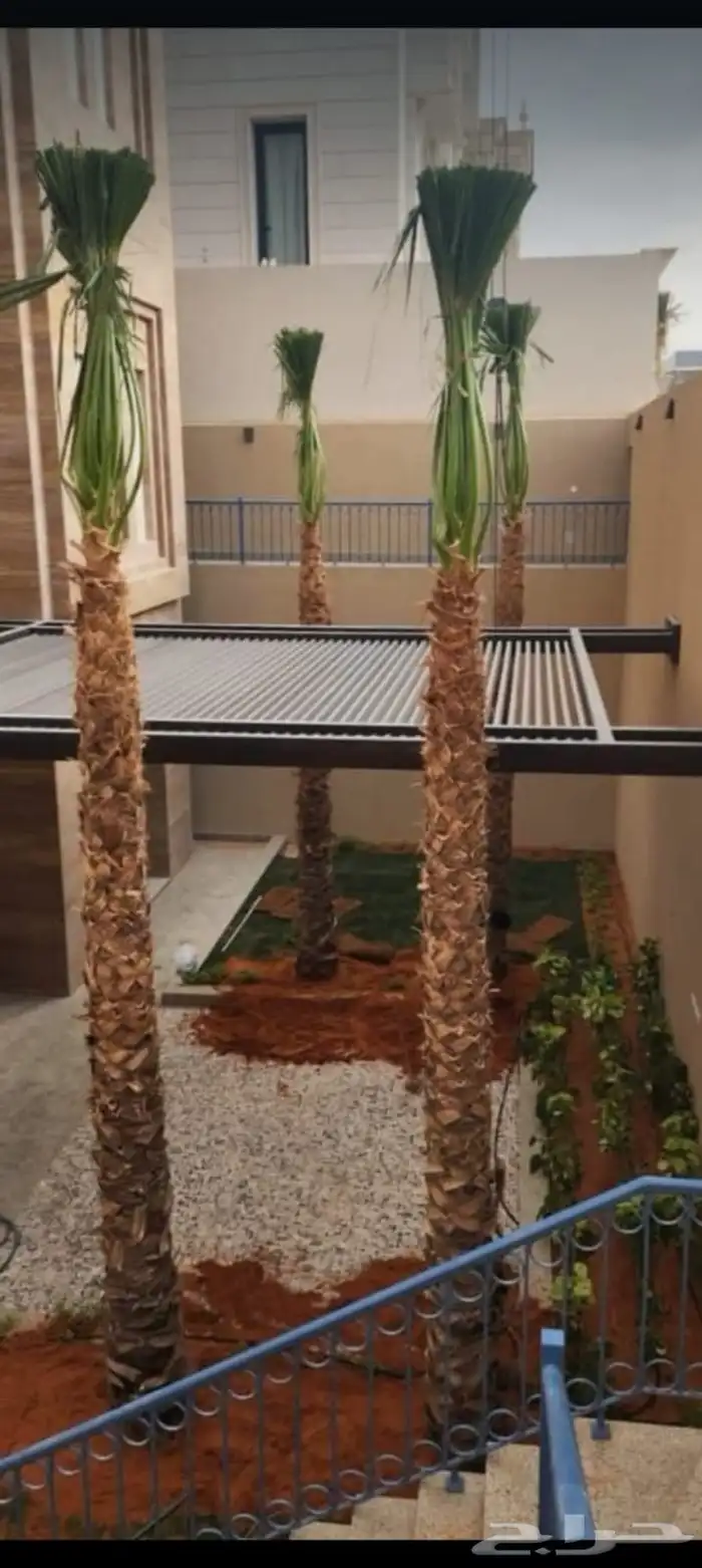 نخل وشنطني زينه للفل واستراحات والبيوت 3