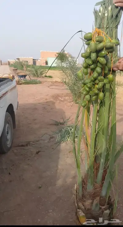 يوجد لدينا جميع ارسل نخيل 2