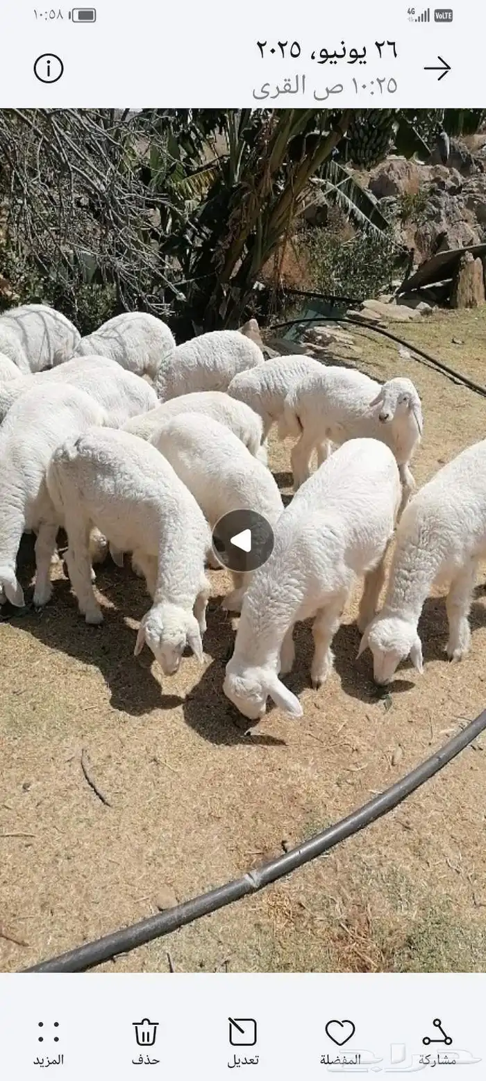 بهم للبيع 0