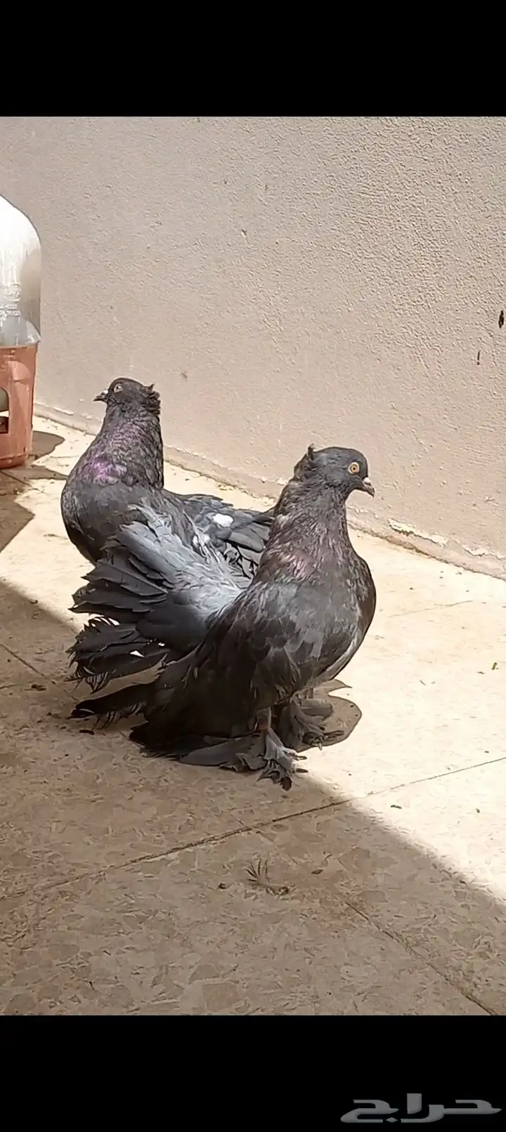 رقاص 0