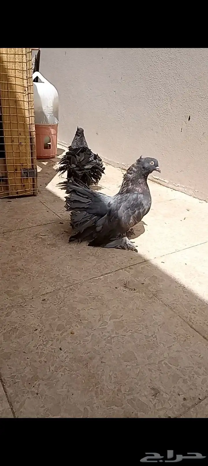 رقاص 2