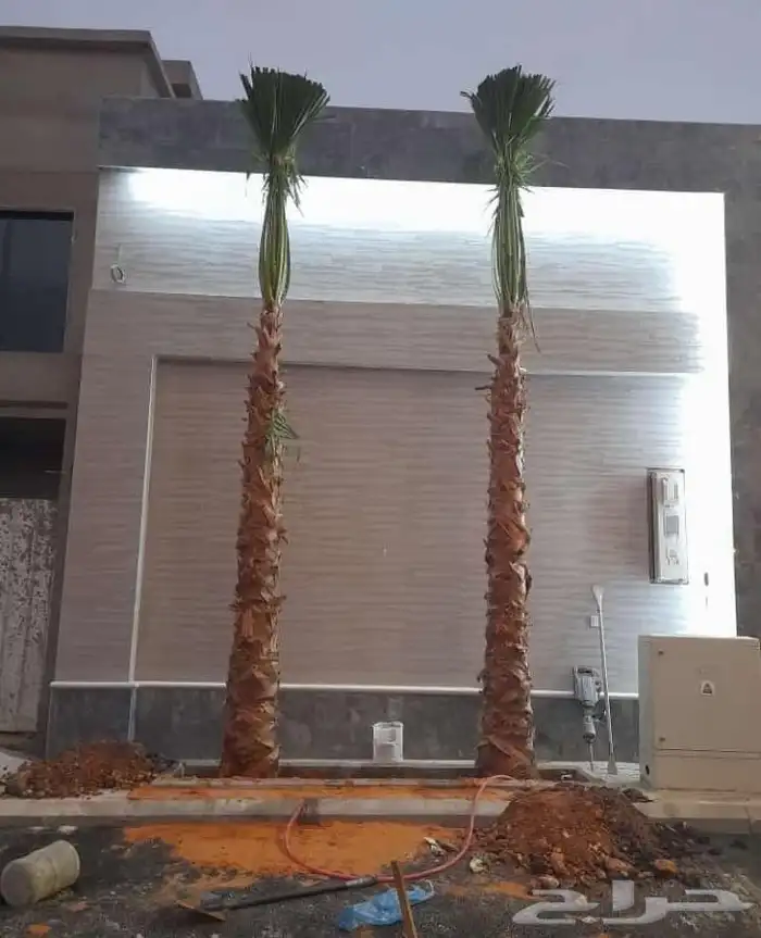 نخل وشنطني زينه للفل واستراحات والبيوت 6