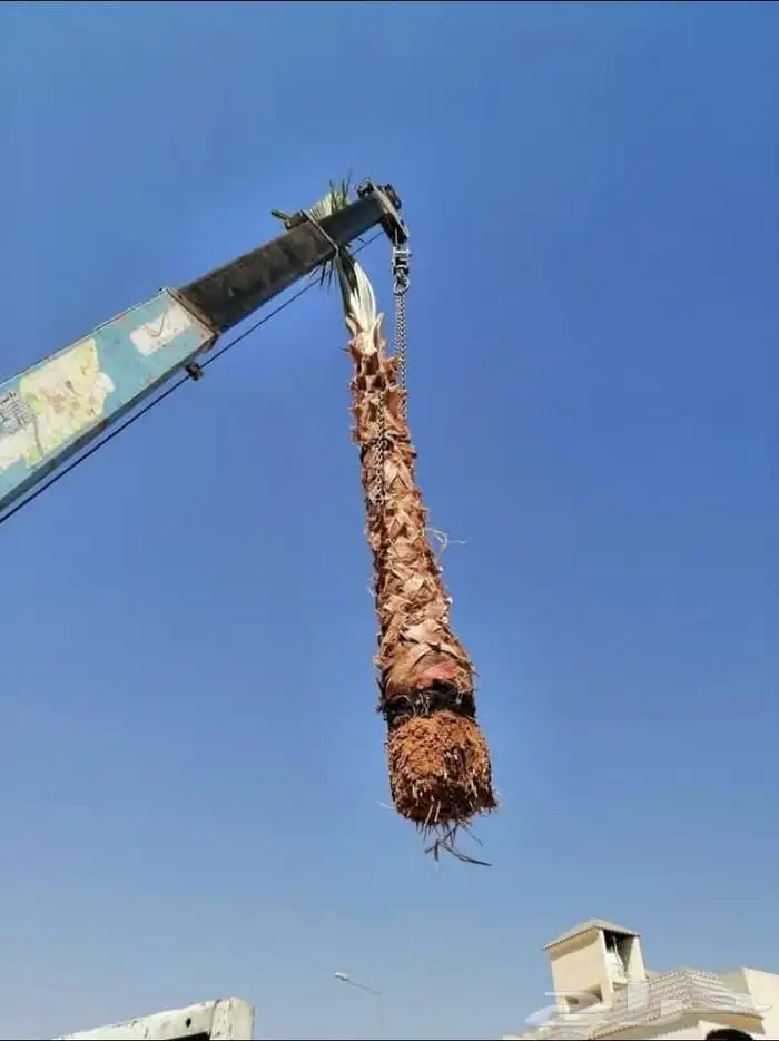 نخل وشنطني زينه للفل واستراحات والبيوت 8