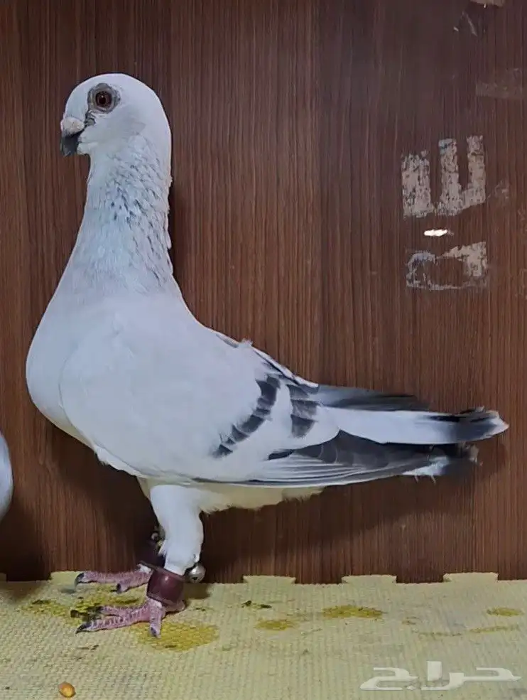 للبيع جوز بوز عمري شامي 0