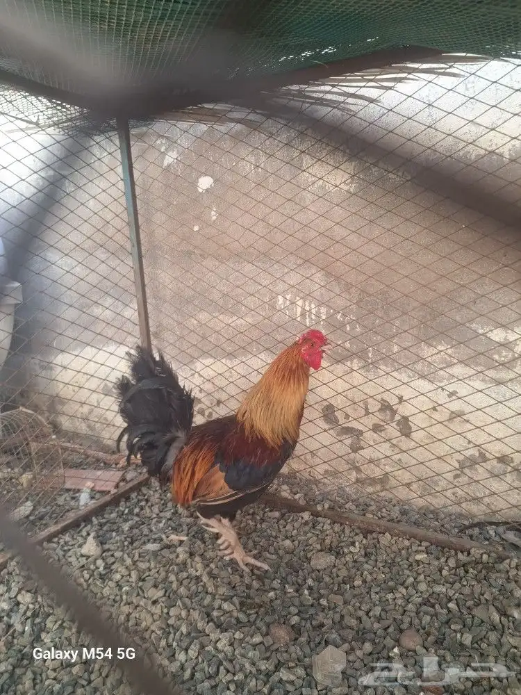 دوك ودجاج 1