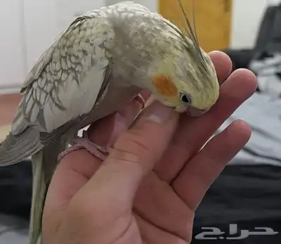 طائر كروان مفقود طار في حي صلاح الدين الشرقي 0