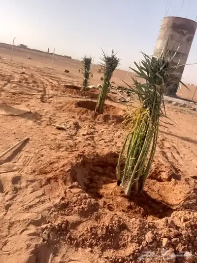يوجد لدينا جميع ارسل نخيل 1